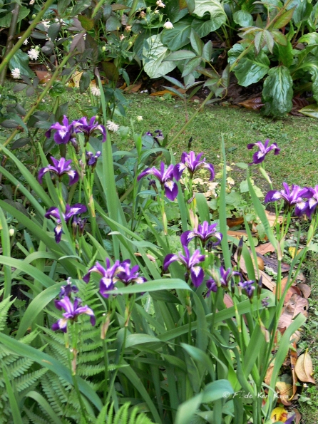 Bois des Moutiers (69) Juin 2012